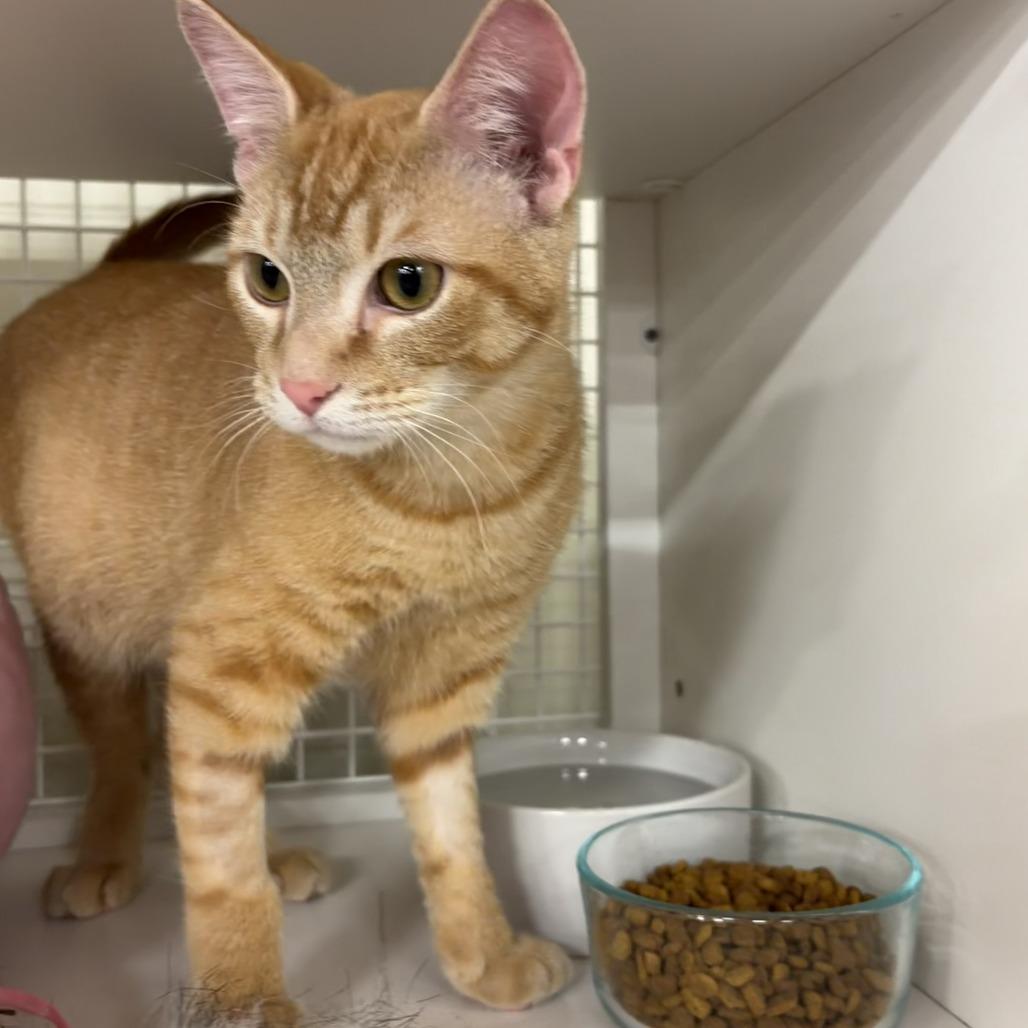 Dijon, a Adoptable Domestic Short Hair in St. Paul, MN image 3/6