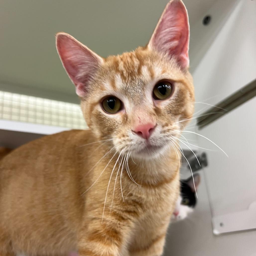 Dijon, a Adoptable Domestic Short Hair in St. Paul, MN image 4/6