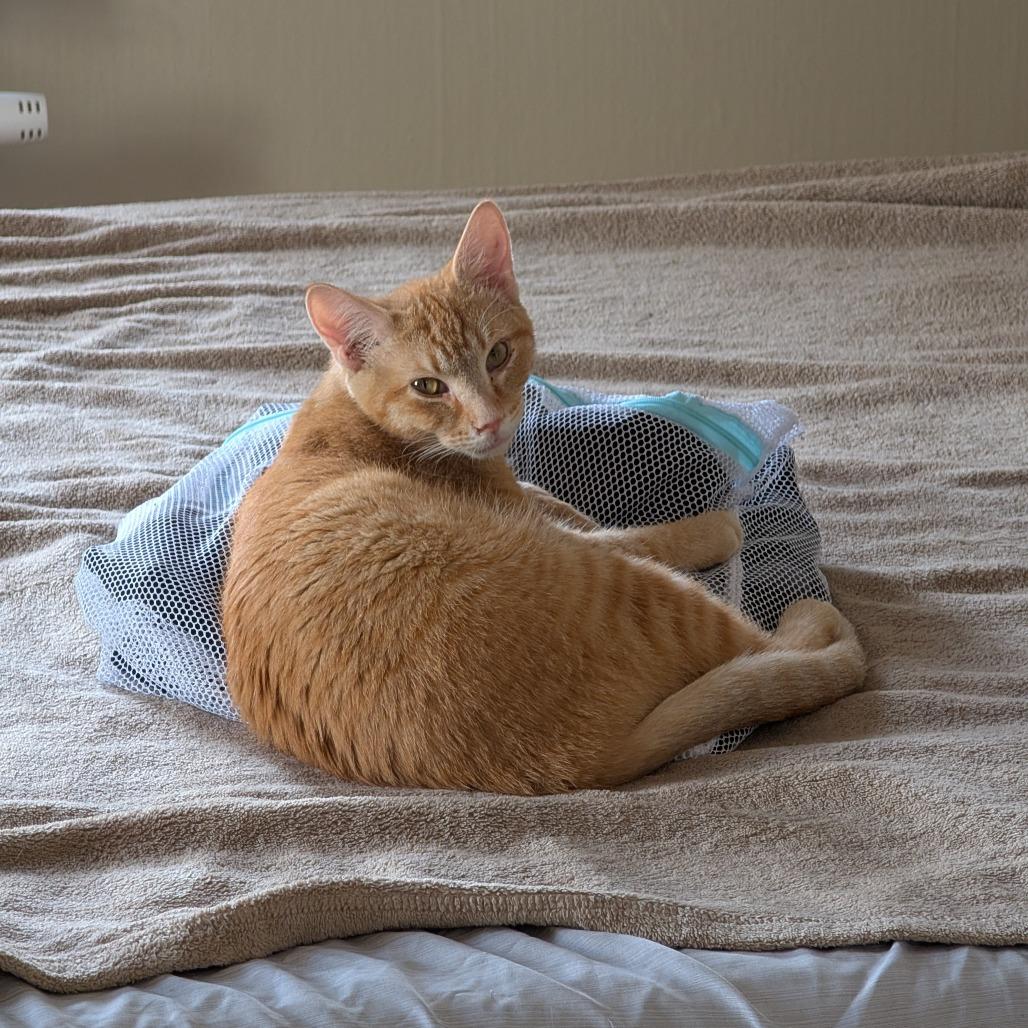Dijon, a Adoptable Domestic Short Hair in St. Paul, MN image 6/6