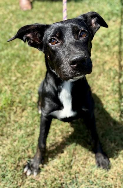 Enlarge BELLATRIX, a Adoptable mixed breed in York, SC image 1/1