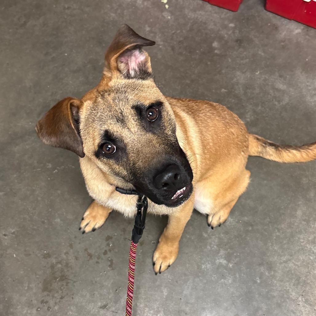 Gunnie (Forrest), Adoptable, Young Male Black Mouth Cur.