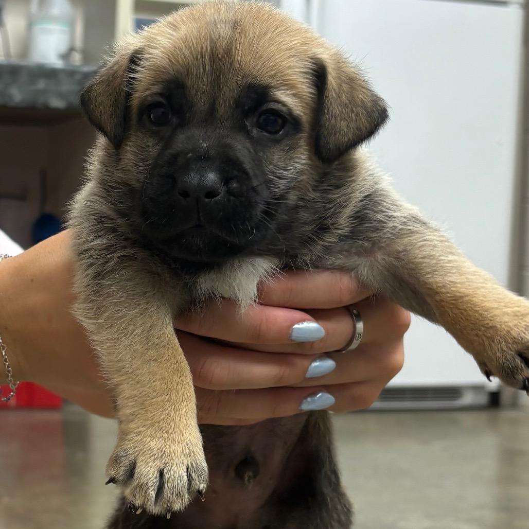 Enlarge Gunnie (Forrest), a Adoptable mixed breed in Manhattan, KS image 2/6