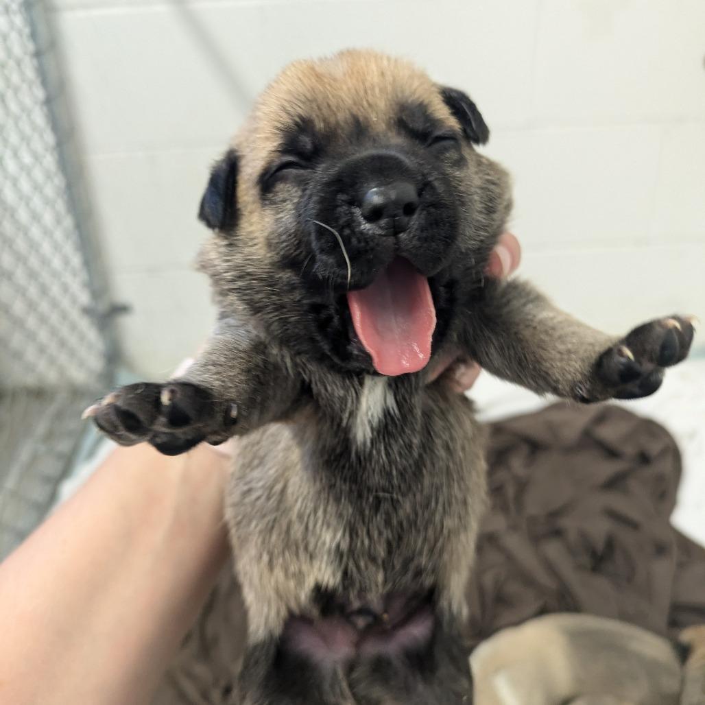 Enlarge Gunnie (Forrest), a Adoptable mixed breed in Manhattan, KS image 3/6