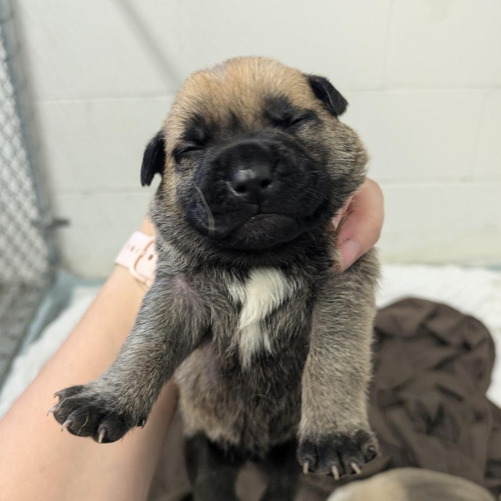 Enlarge Gunnie (Forrest), a Adoptable mixed breed in Manhattan, KS image 4/6