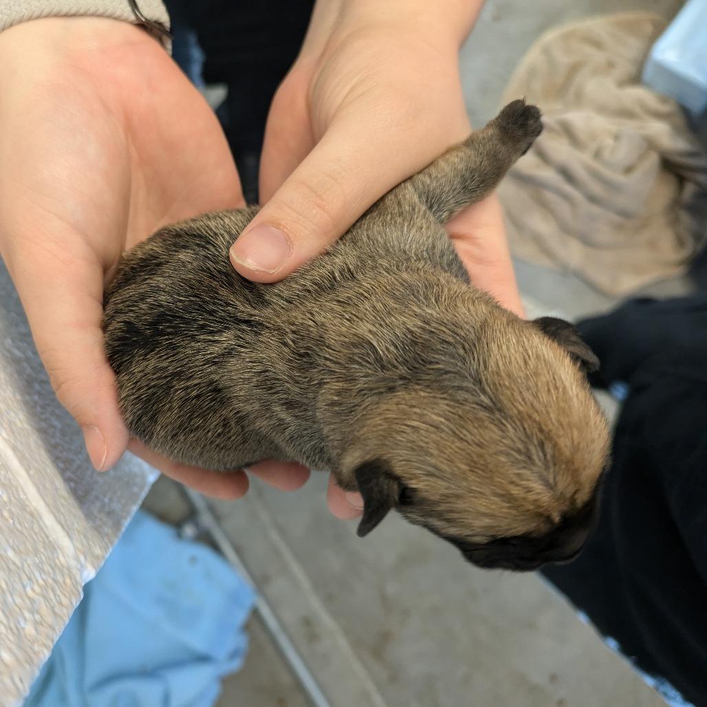 Enlarge Gunnie (Forrest), a Adoptable mixed breed in Manhattan, KS image 5/6