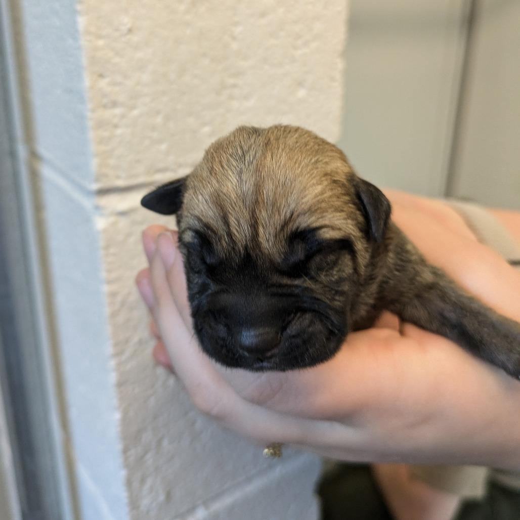 Enlarge Gunnie (Forrest), a Adoptable mixed breed in Manhattan, KS image 6/6