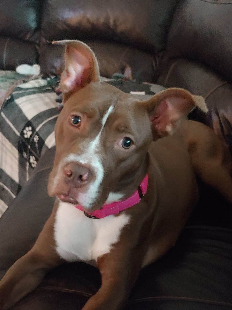 Sugar , a Adopted Pit Bull Terrier in Mechanicsville, MD image 1/7