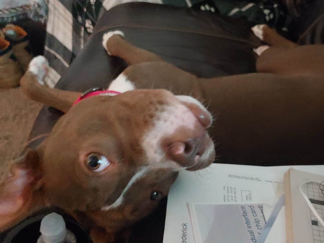 Sugar , a Adopted Pit Bull Terrier in Mechanicsville, MD image 3/7