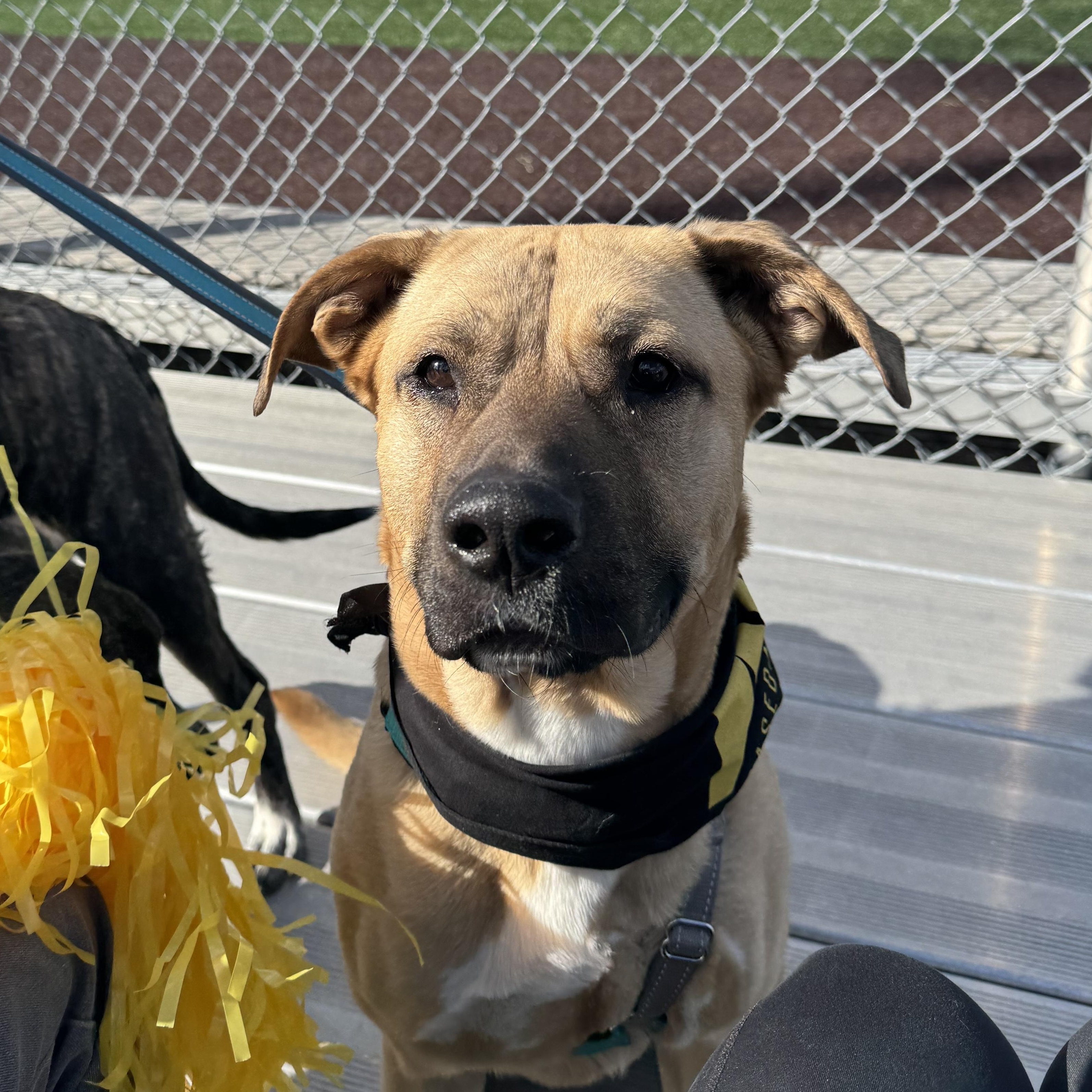 Enlarge Daphne, a Adoptable mixed breed in Columbia, MO image 6/6