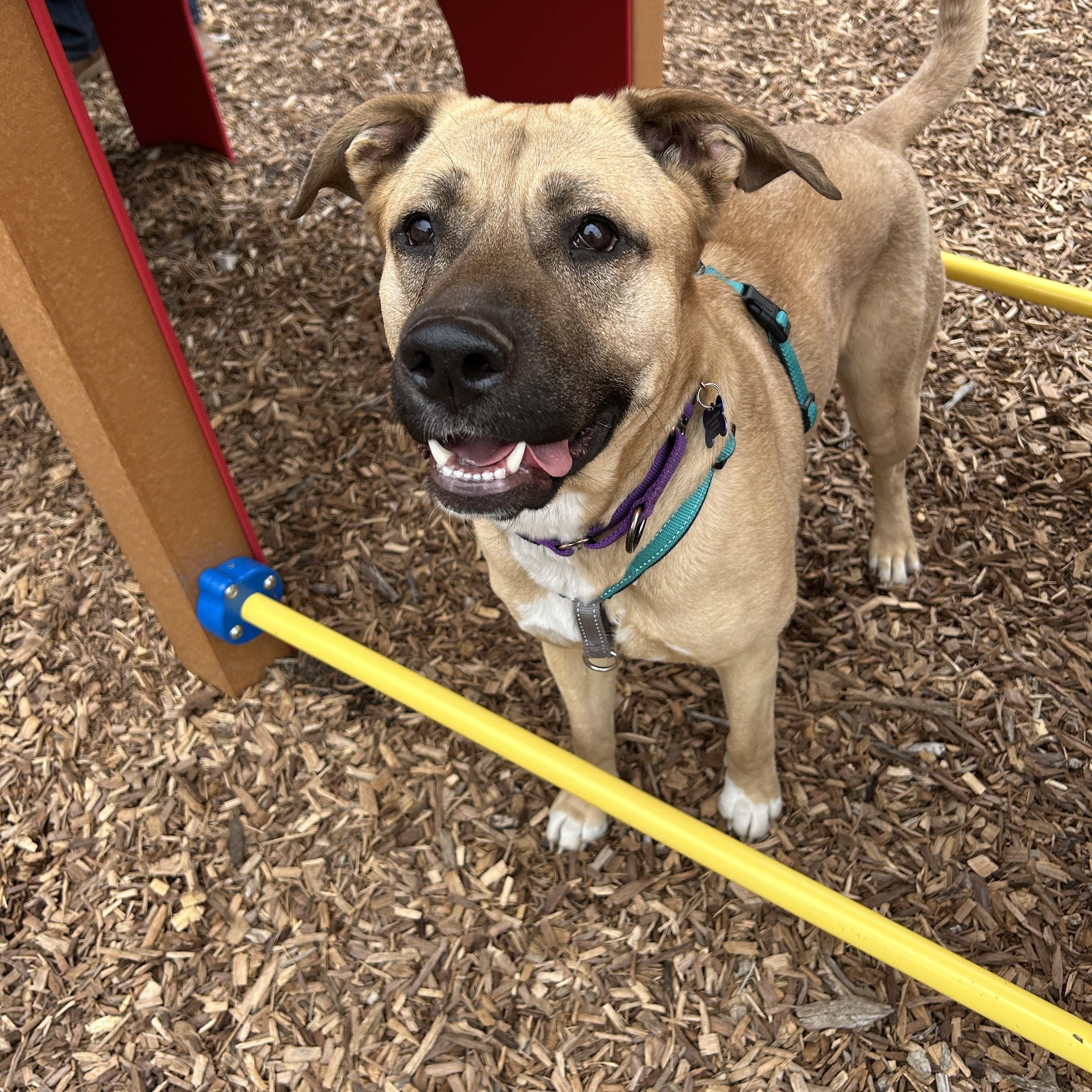 Enlarge Daphne, a Adoptable mixed breed in Columbia, MO image 2/6