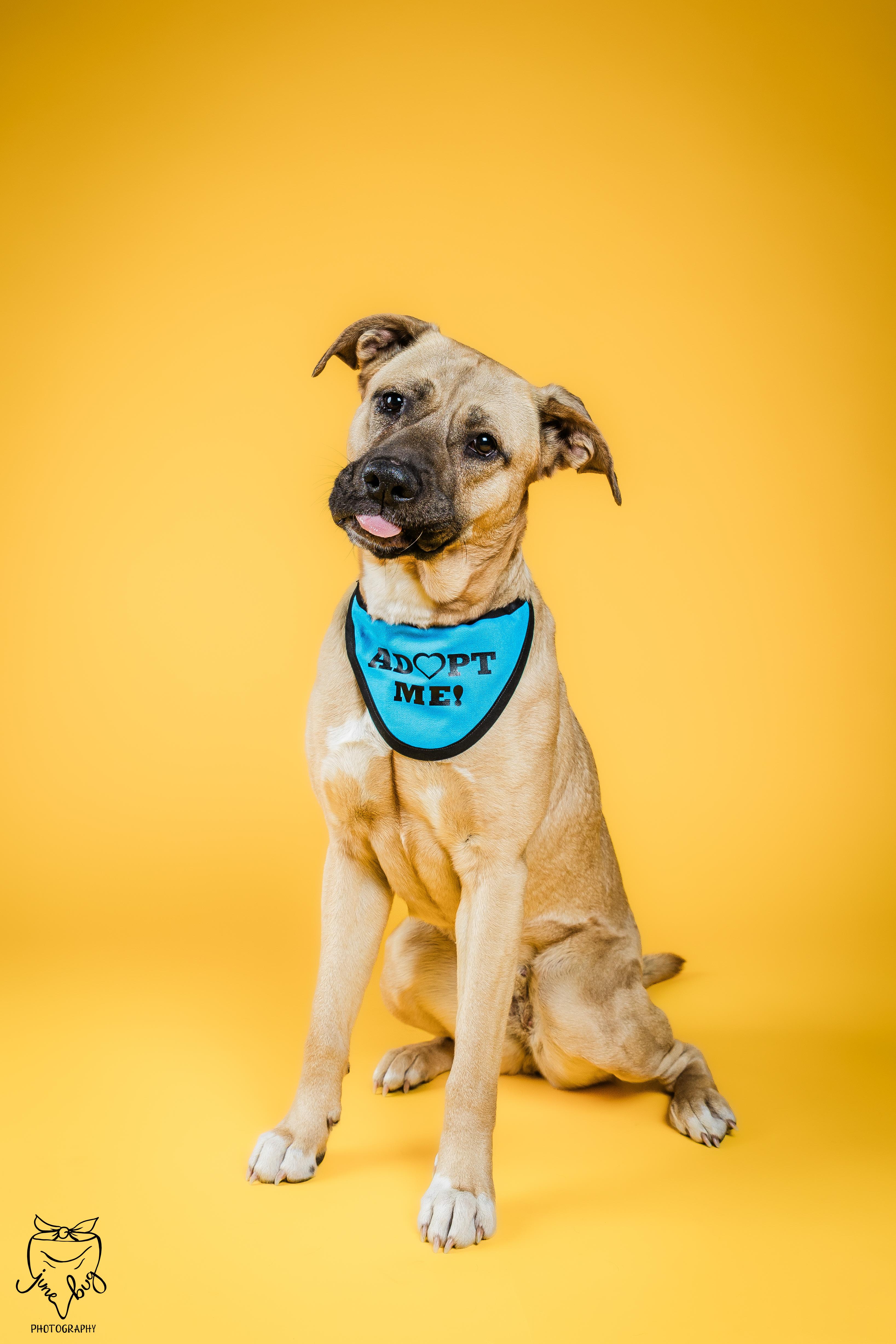 Enlarge Daphne, a Adoptable mixed breed in Columbia, MO image 1/6
