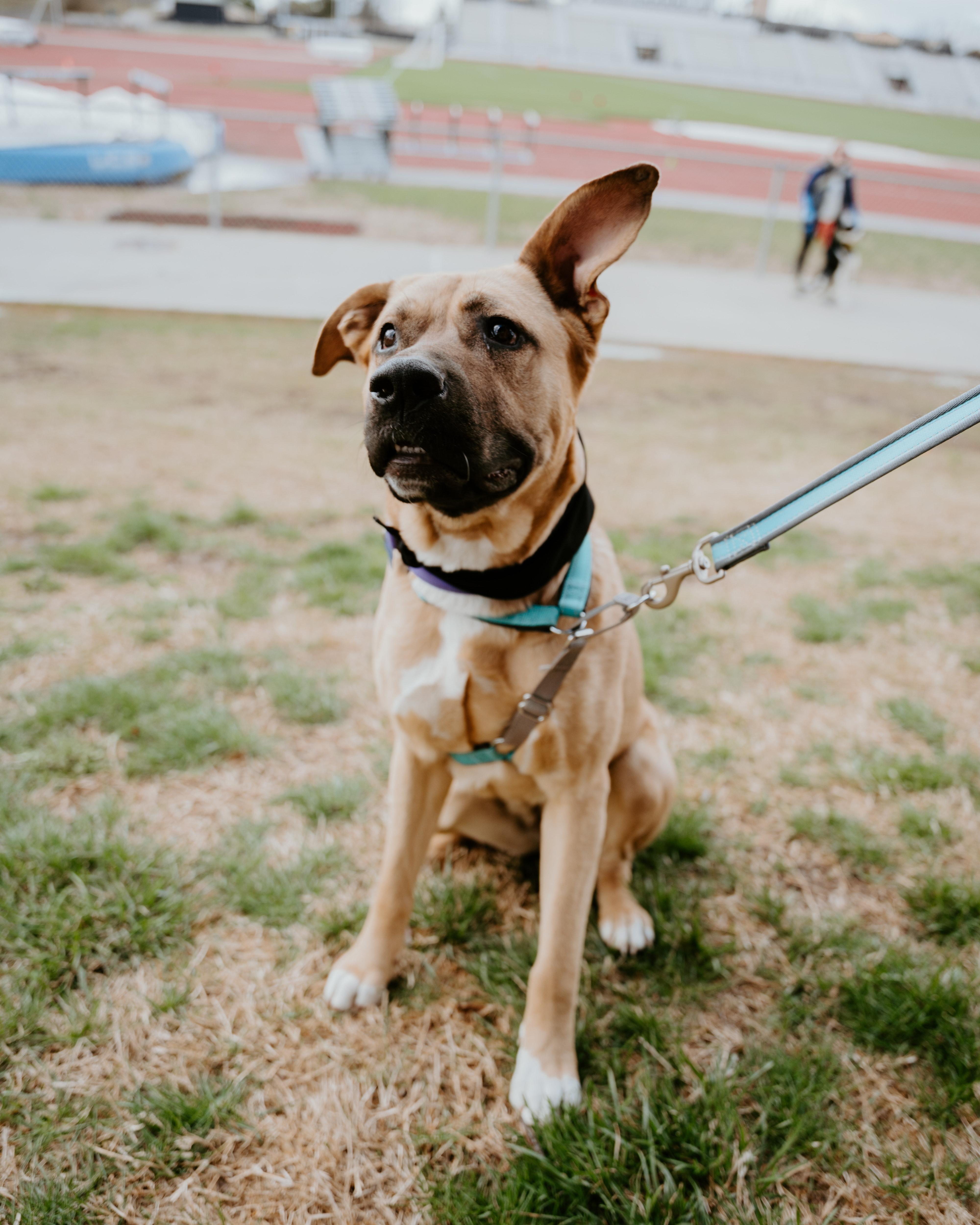 Enlarge Daphne, a Adoptable mixed breed in Columbia, MO image 5/6