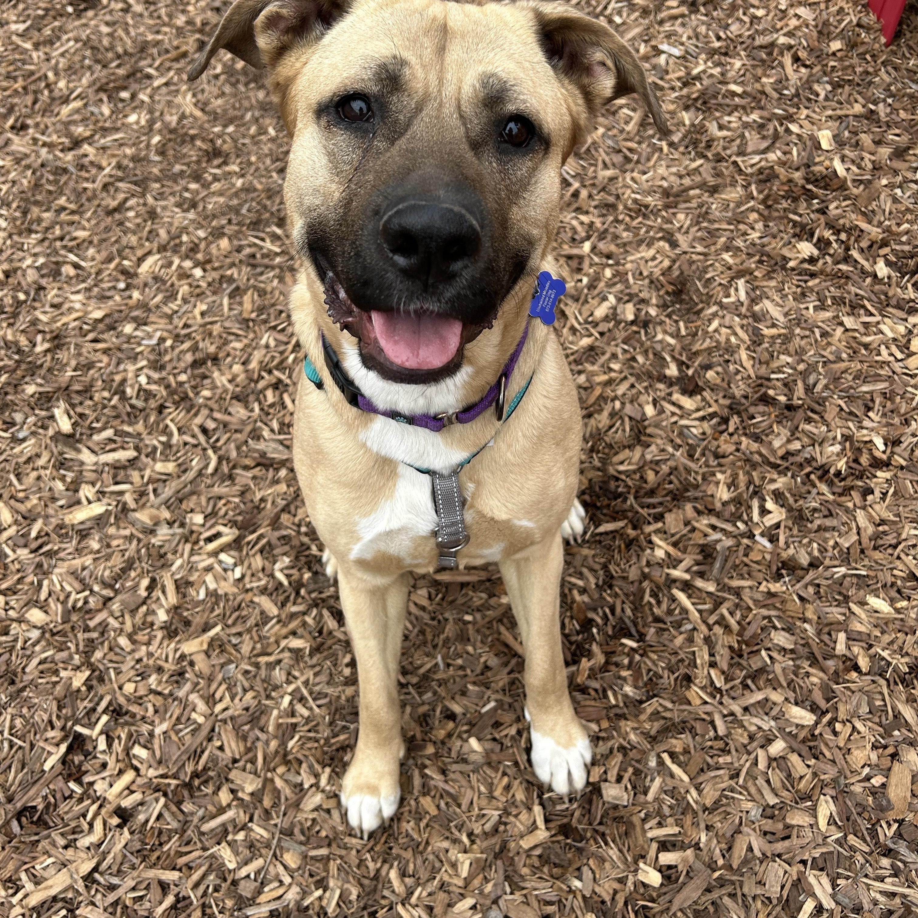 Enlarge Daphne, a Adoptable mixed breed in Columbia, MO image 3/6