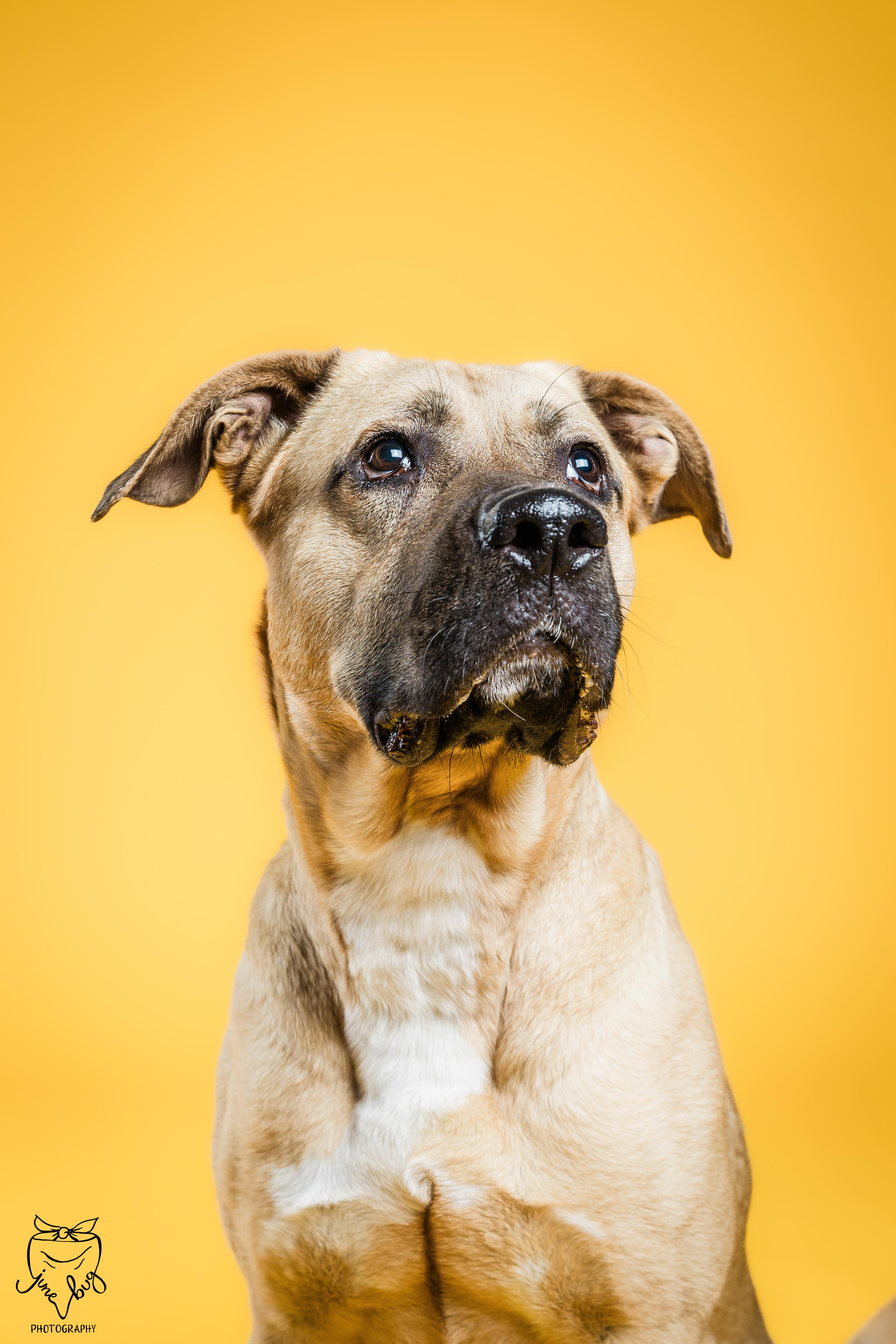 Enlarge Daphne, a Adoptable mixed breed in Columbia, MO image 4/6