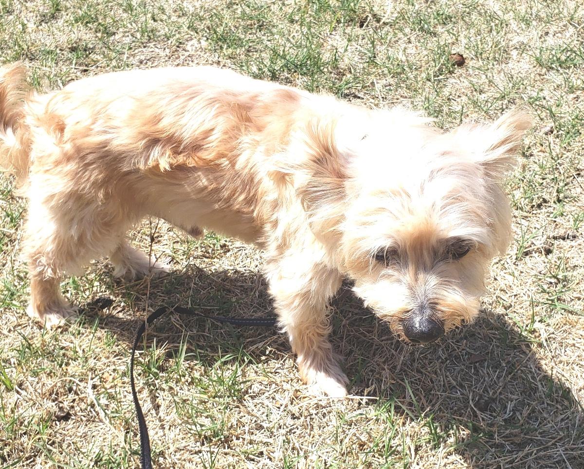 Enlarge Charlie, a ADOPTABLE mixed breed in Norman, OK image 3/5