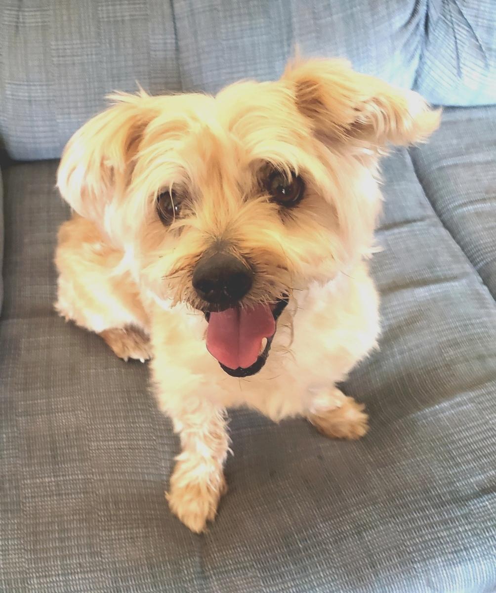 Enlarge Charlie, a ADOPTABLE mixed breed in Norman, OK image 1/5