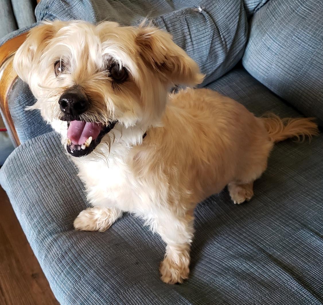 Enlarge Charlie, a ADOPTABLE mixed breed in Norman, OK image 2/5