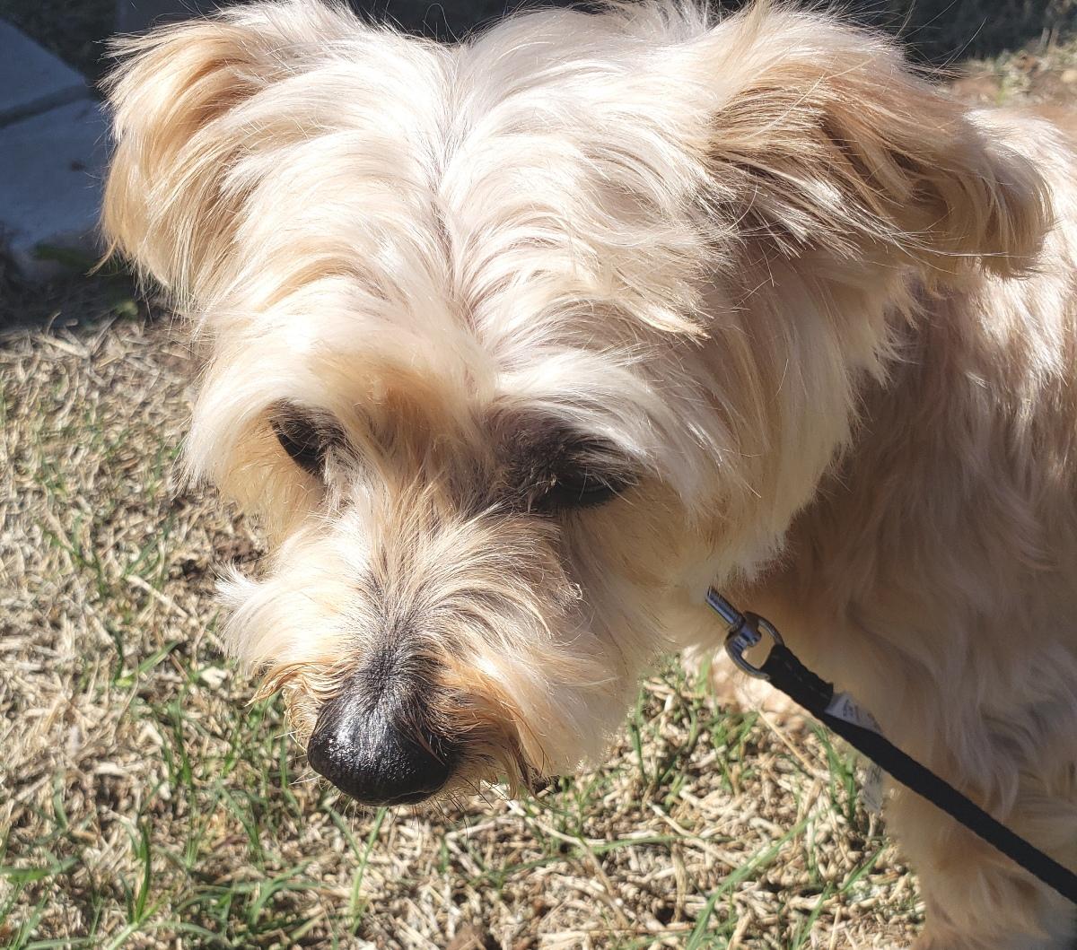 Enlarge Charlie, a ADOPTABLE mixed breed in Norman, OK image 4/5