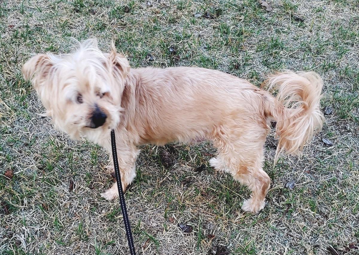 Enlarge Charlie, a ADOPTABLE mixed breed in Norman, OK image 5/5