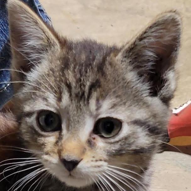 Clover, Adoptable, Kitten Female Domestic Short Hair.