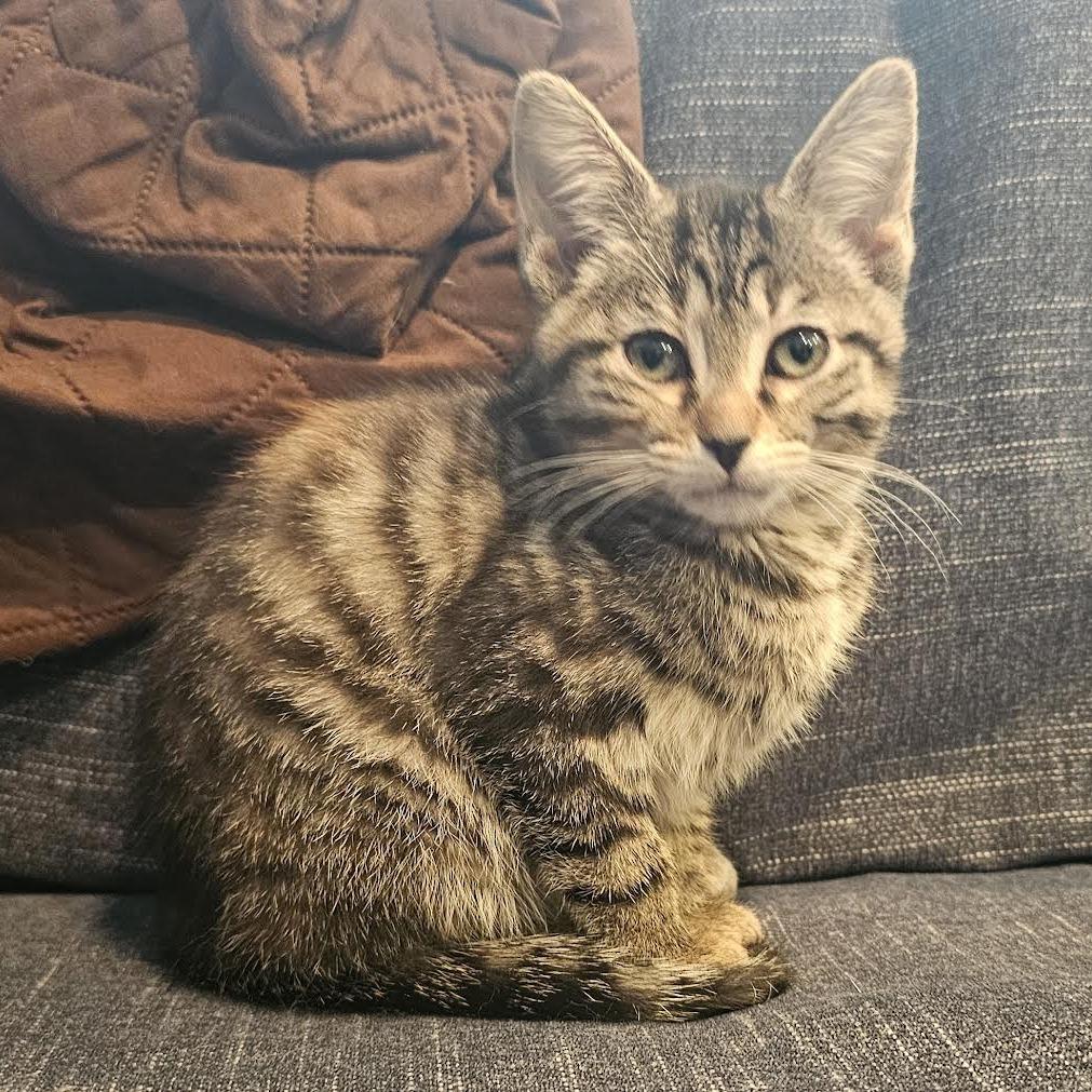 Clover, a Adoptable Domestic Short Hair in Cincinnati, OH image 2/3