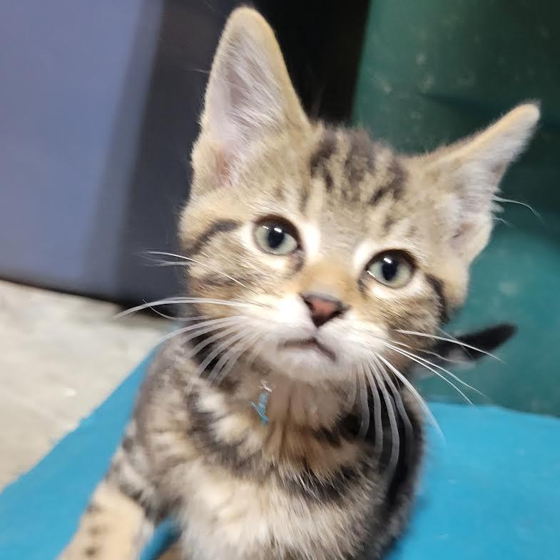 Clover, a Adoptable Domestic Short Hair in Cincinnati, OH image 3/3