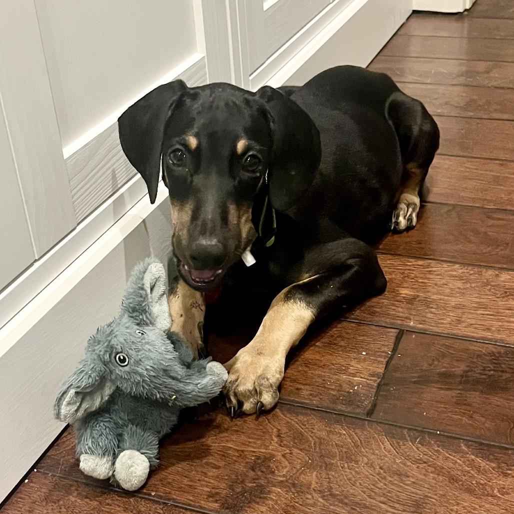 Hazel, a Adoptable mixed breed in Houston, TX image 1/4