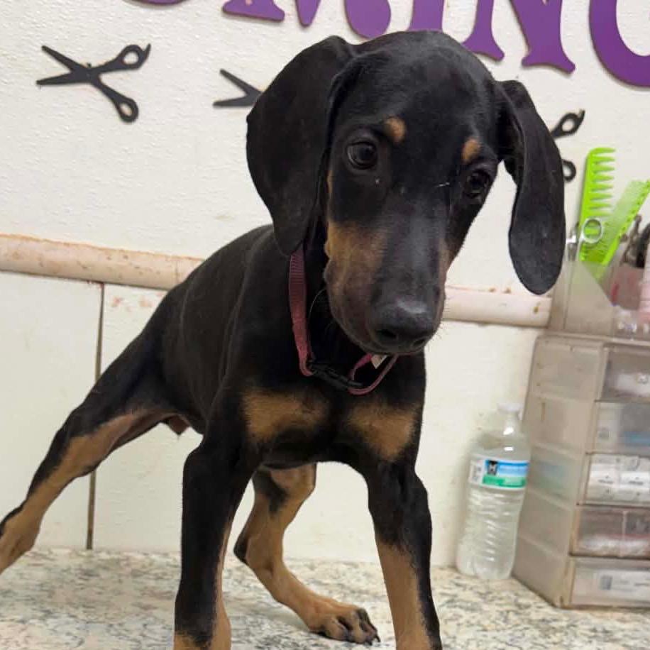Hazel, a Adoptable mixed breed in Houston, TX image 2/4