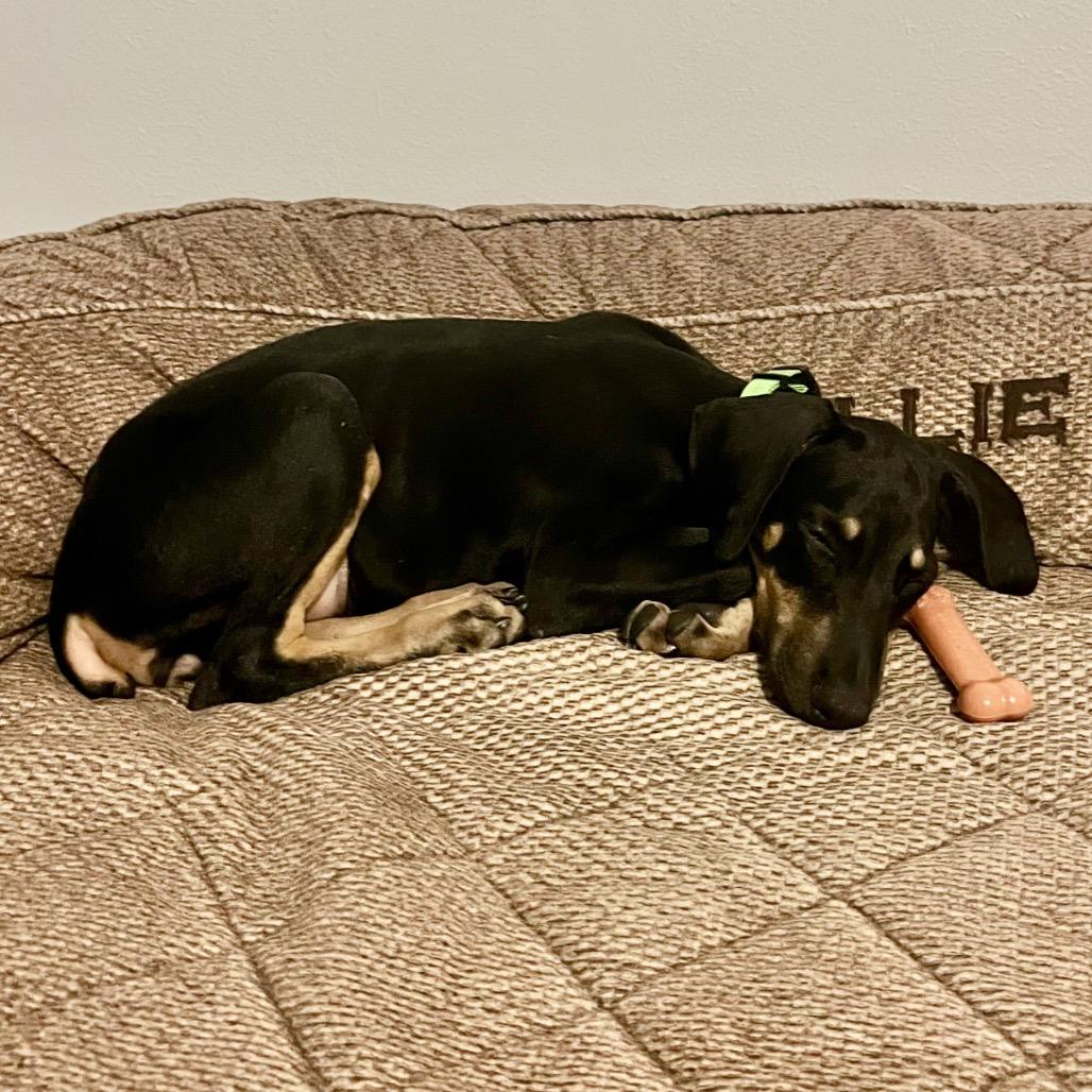 Hazel, a Adoptable mixed breed in Houston, TX image 3/4
