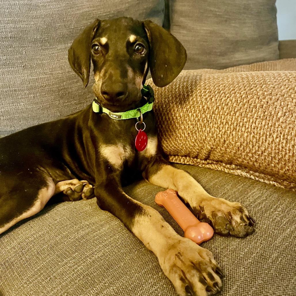 Hazel, a Adoptable mixed breed in Houston, TX image 4/4