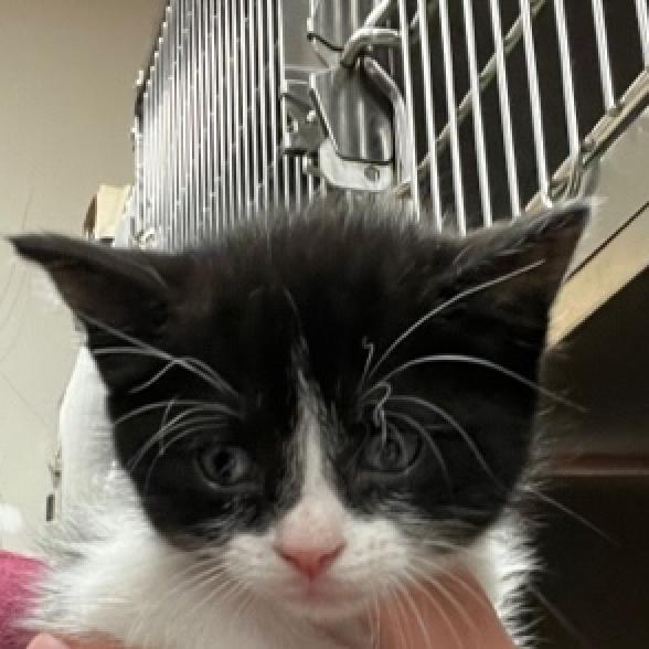 Elphaba - 011407U-2, Adoptable, Adult Female Domestic Short Hair.