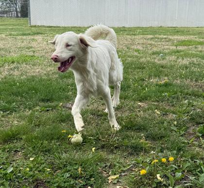 Enlarge Snow, a Adoptable mixed breed in Paducah, KY image 1/2