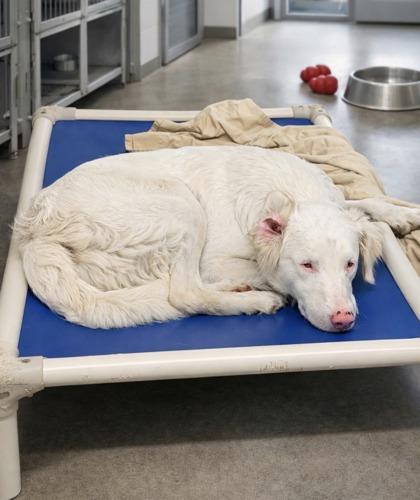 Enlarge Snow, a Adoptable mixed breed in Paducah, KY image 2/2