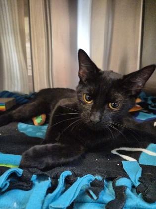 Black Trumpet, Adoptable, Young Female Domestic Short Hair & Domestic Short Hair.