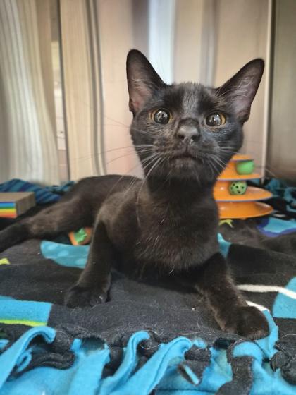 Black Trumpet, a Adoptable mixed breed in Pleasanton, CA image 2/3