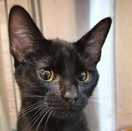 Black Trumpet, a Adoptable mixed breed in Pleasanton, CA image 3/3