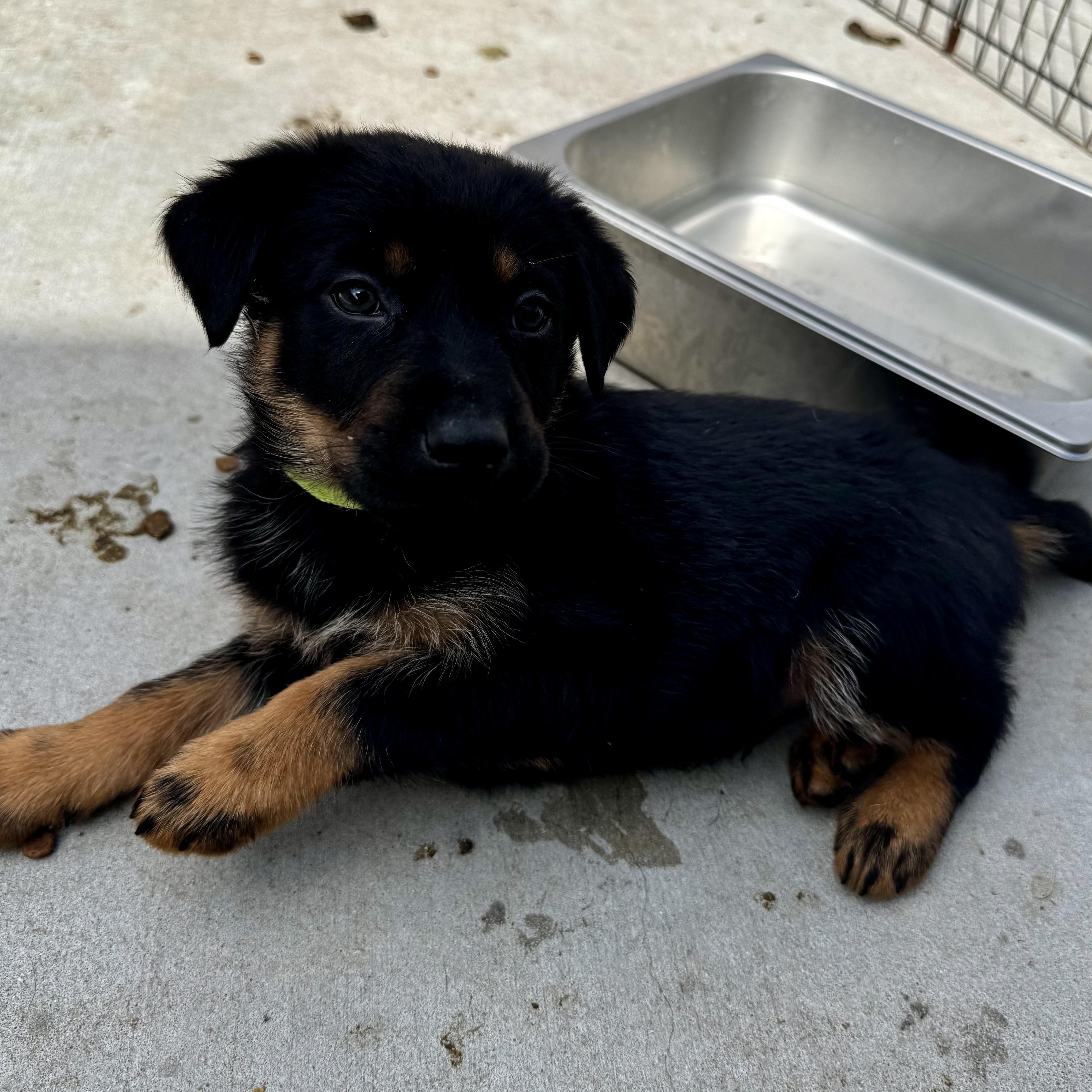 Caboose, adopted, Puppy Male Labrador Retriever & Mixed Breed.
