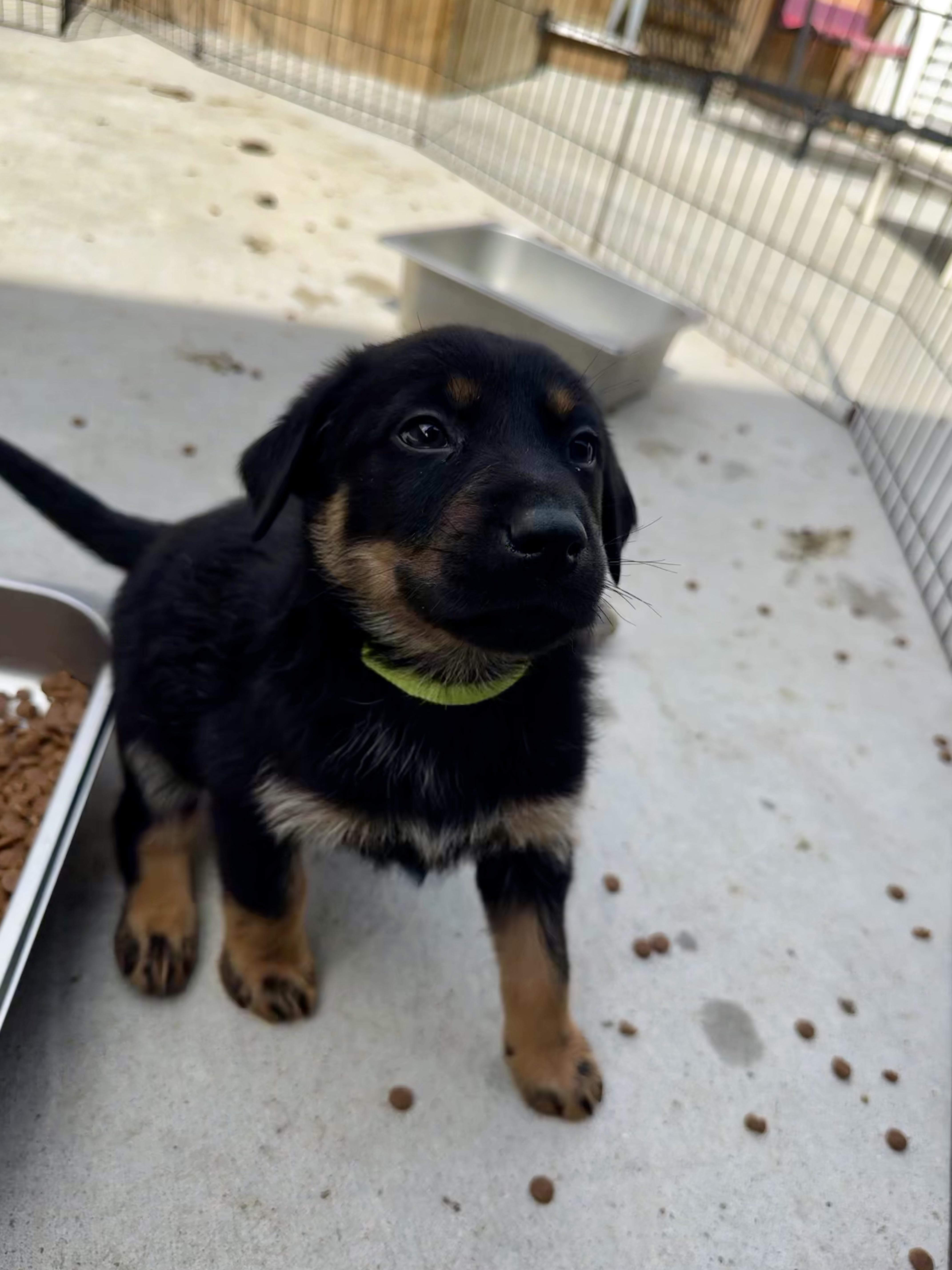 Enlarge Caboose, an adopted mixed breed in Ponchatoula, LA image 2/3