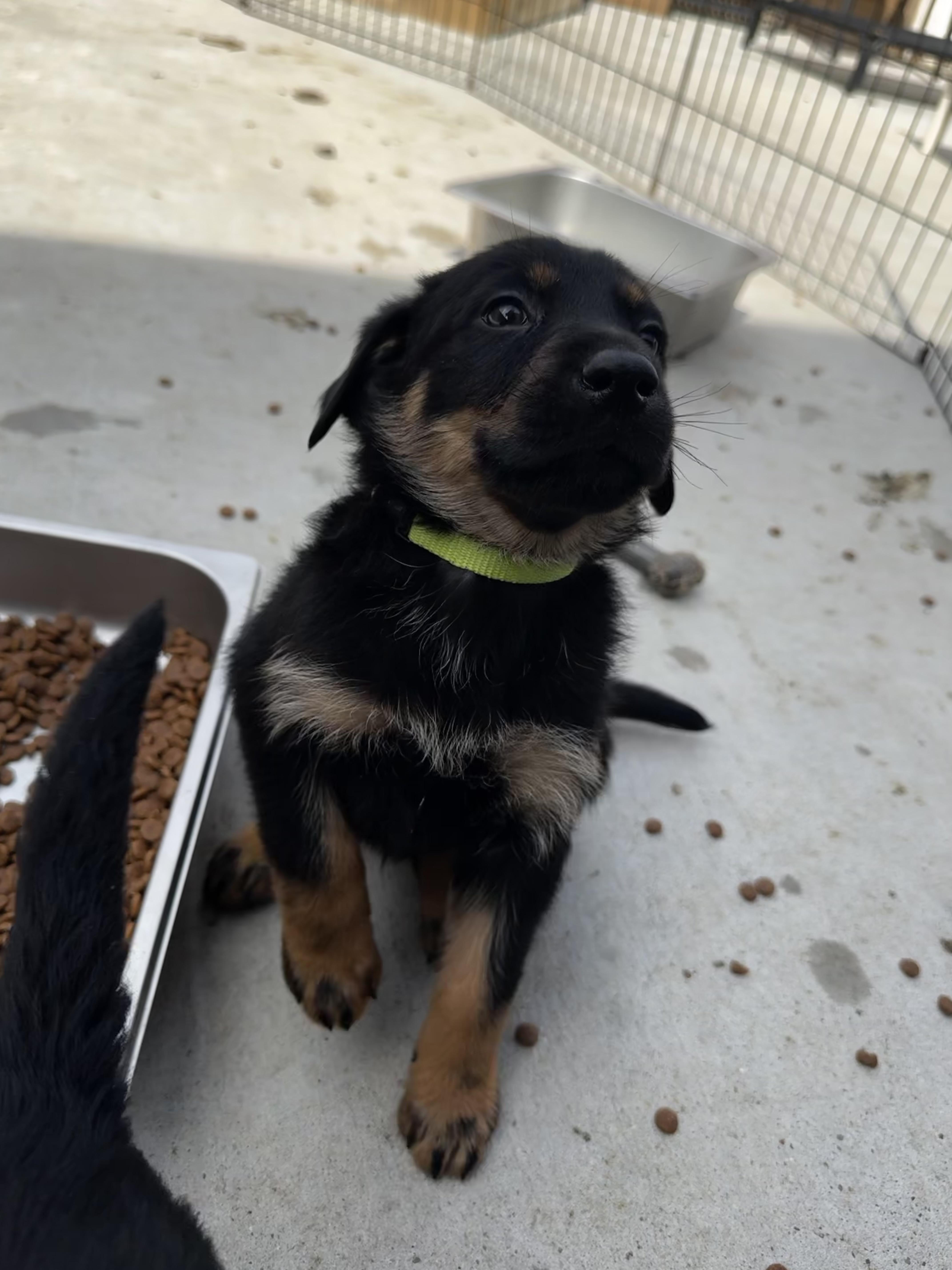 Enlarge Caboose, an adopted mixed breed in Ponchatoula, LA image 3/3