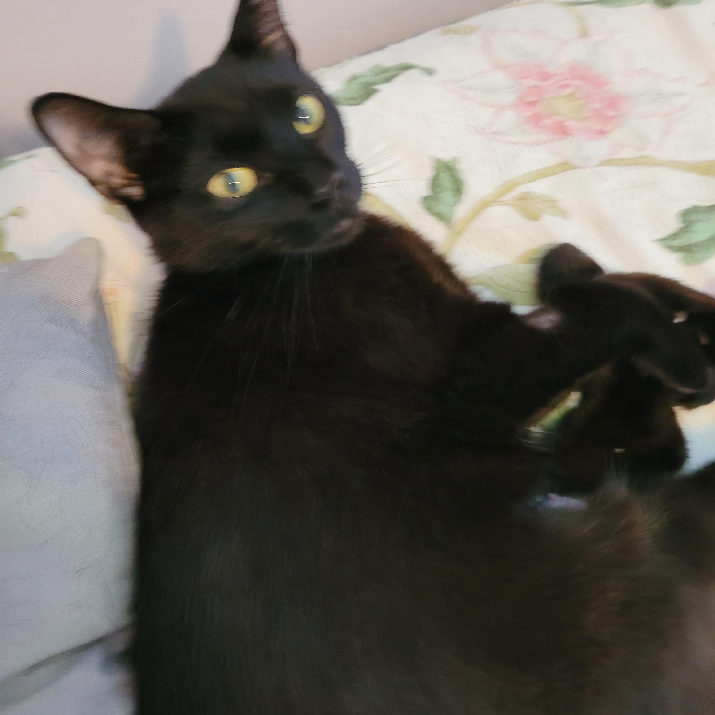 Charlee photo 2
