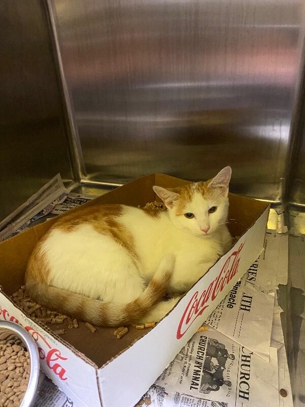Enlarge Muenster, a Adoptable Domestic Short Hair in Jackson, TN image 1/2
