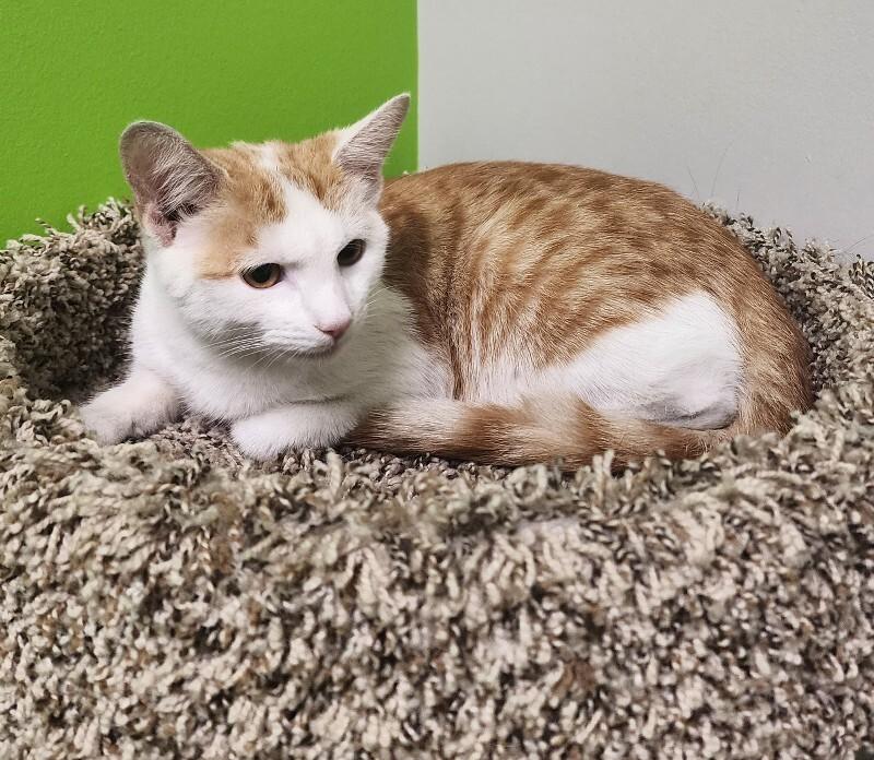Enlarge Muenster, a Adoptable Domestic Short Hair in Jackson, TN image 2/2