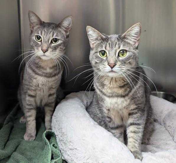 Enlarge Apollo, a Adopted Tabby in Canoga Park, CA image 2/4