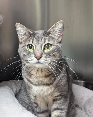 Enlarge Apollo, a Adopted Tabby in Canoga Park, CA image 1/4
