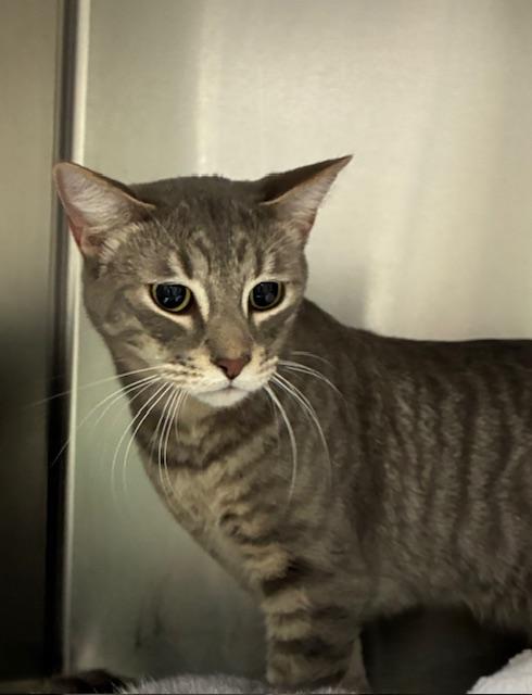 Enlarge Apollo, a Adopted Tabby in Canoga Park, CA image 3/4