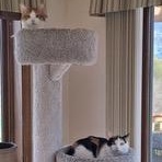Enlarge Snickers, an adoptable Domestic Short Hair in Menasha, WI image 5/5