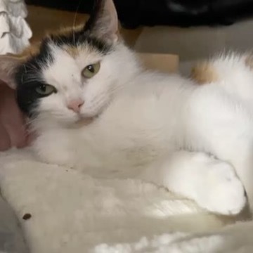 Enlarge Snickers, an adoptable Domestic Short Hair in Menasha, WI image 1/5