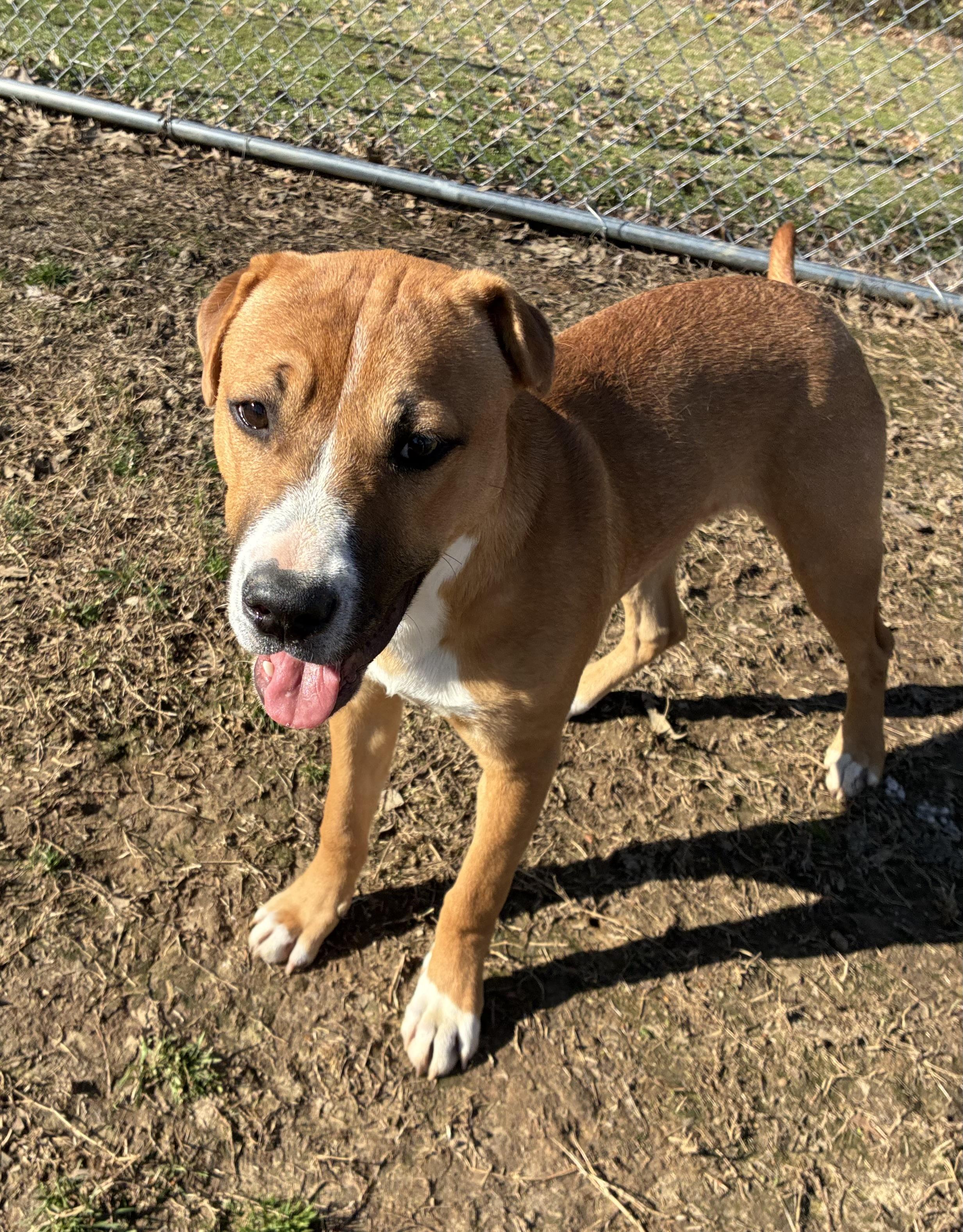Enlarge Bo, a Adoptable mixed breed in Senatobia, MS image 1/5