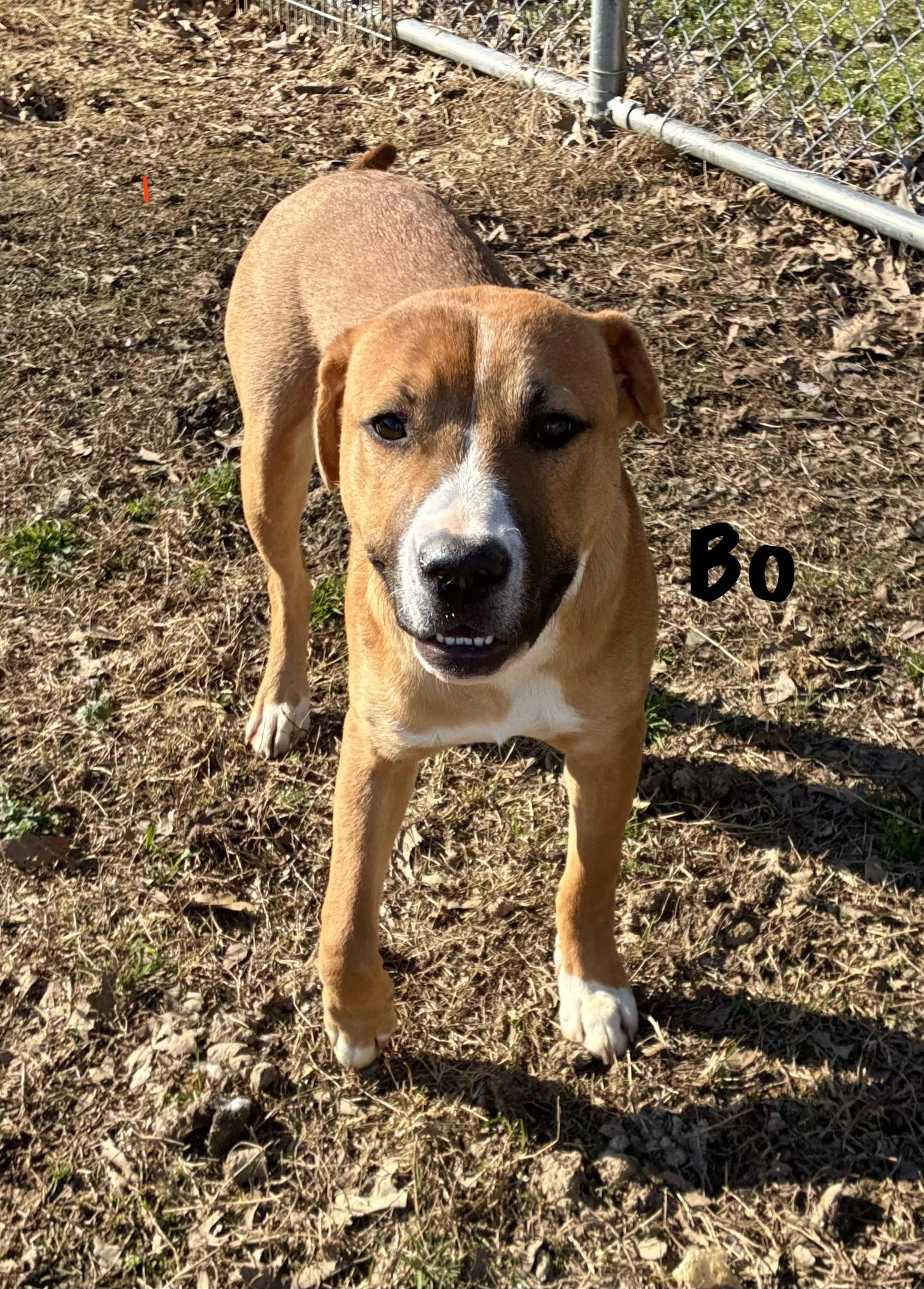 Enlarge Bo, a Adoptable mixed breed in Senatobia, MS image 4/5
