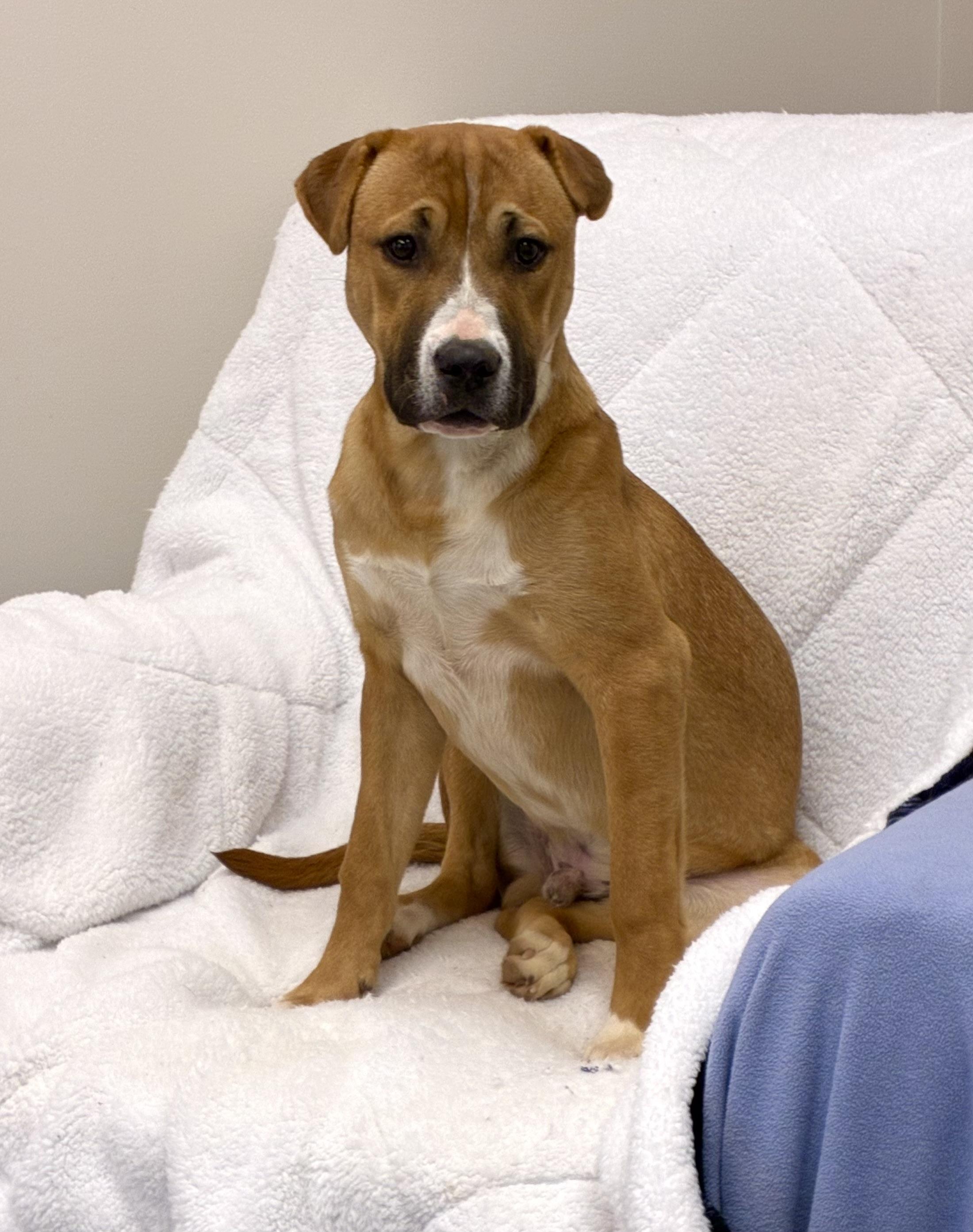 Enlarge Bo, a Adoptable mixed breed in Senatobia, MS image 2/5